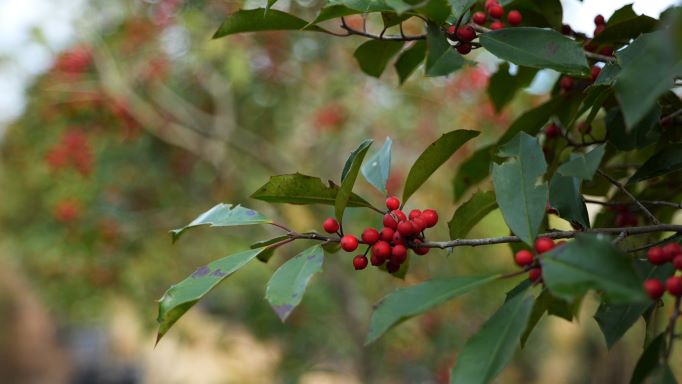 Get It Growing: Holly trees can add berries, screen potential to landscape